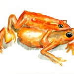 Rospo scarlatto, Atelopus sorianoi (by f.andreone)